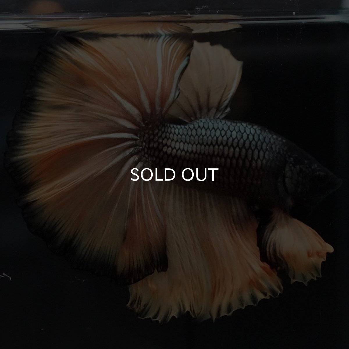 画像4: HM ブラックマスタード (4)