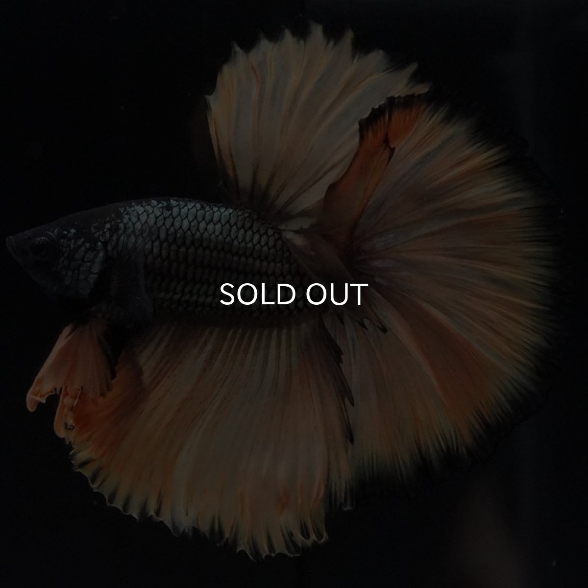 画像3: HM ブラックマスタード (3)