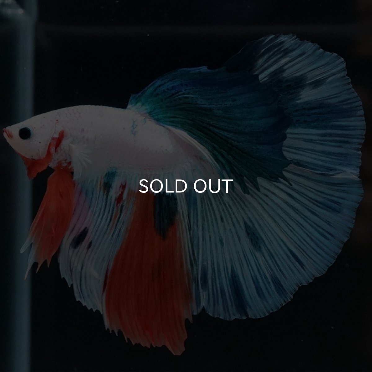 画像6: HM ホワイトファンシー (6)