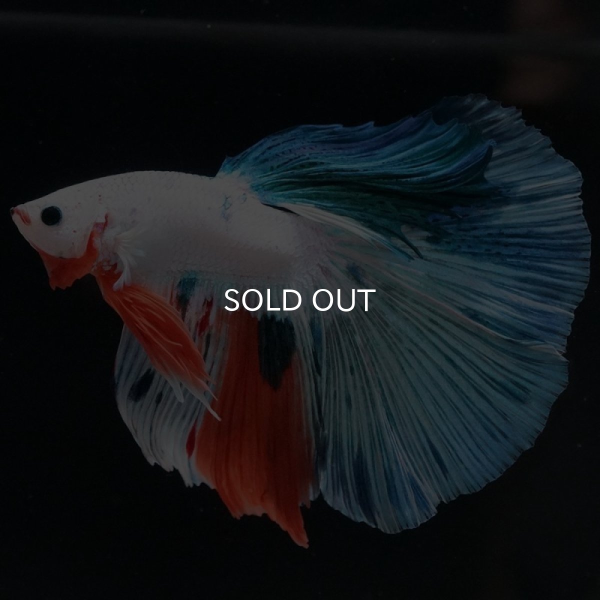 画像4: HM ホワイトファンシー (4)