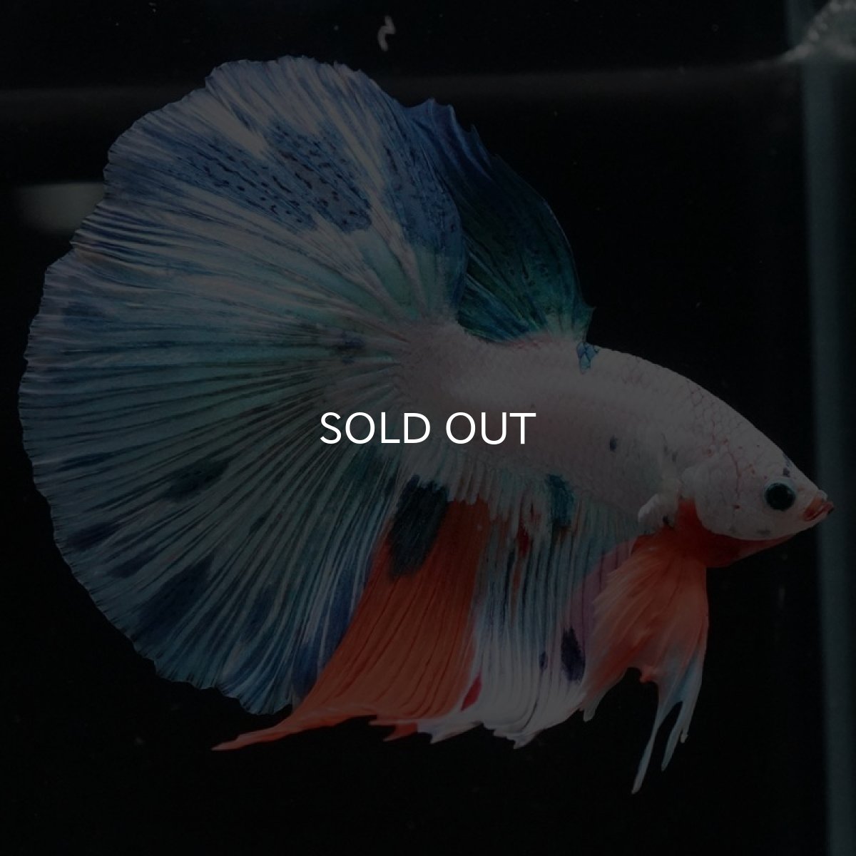 画像2: HM ホワイトファンシー (2)