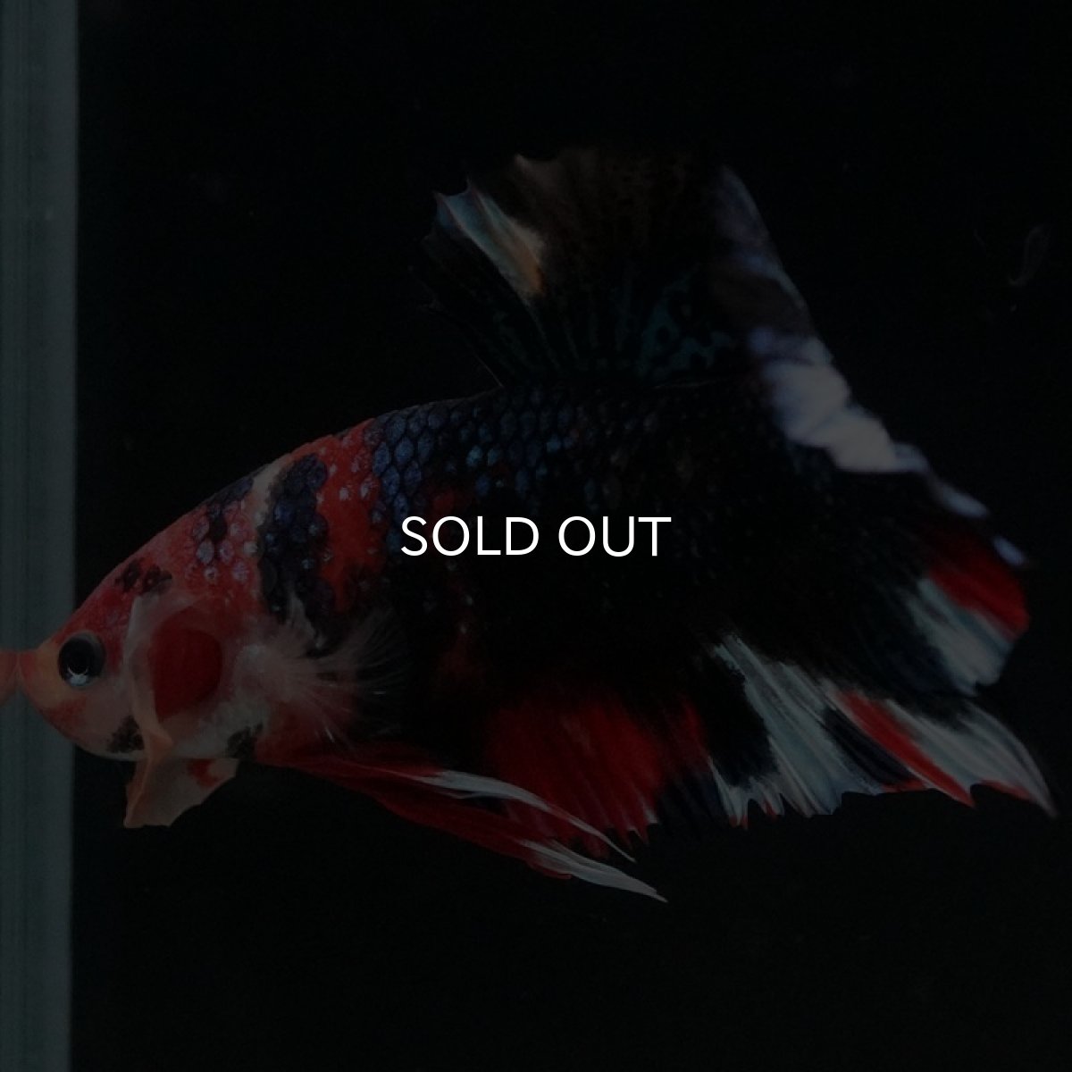 画像6: HMPK キャンディ (6)