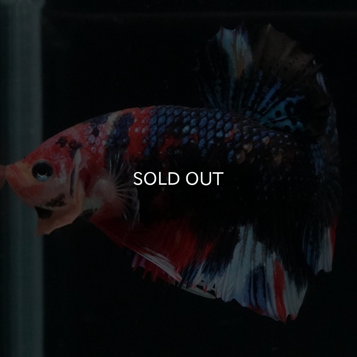 画像5: HMPK キャンディ (5)