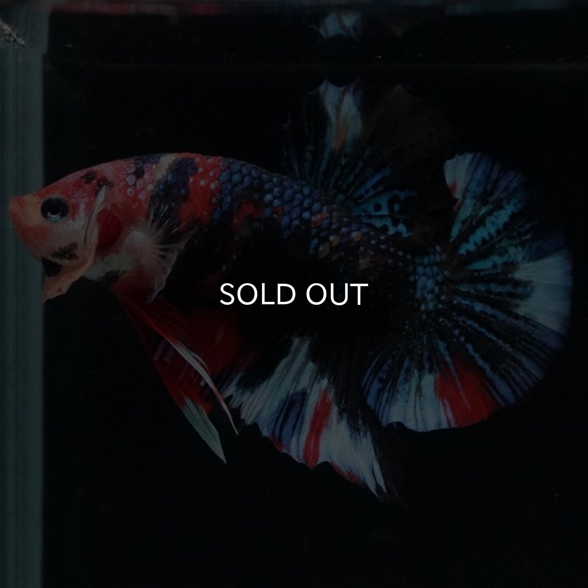 画像3: HMPK キャンディ (3)