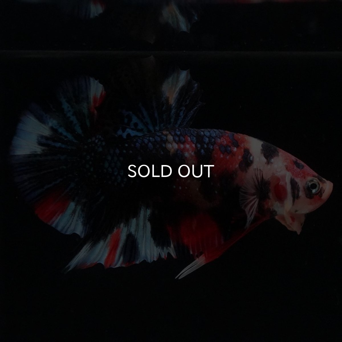 画像4: HMPK キャンディ (4)