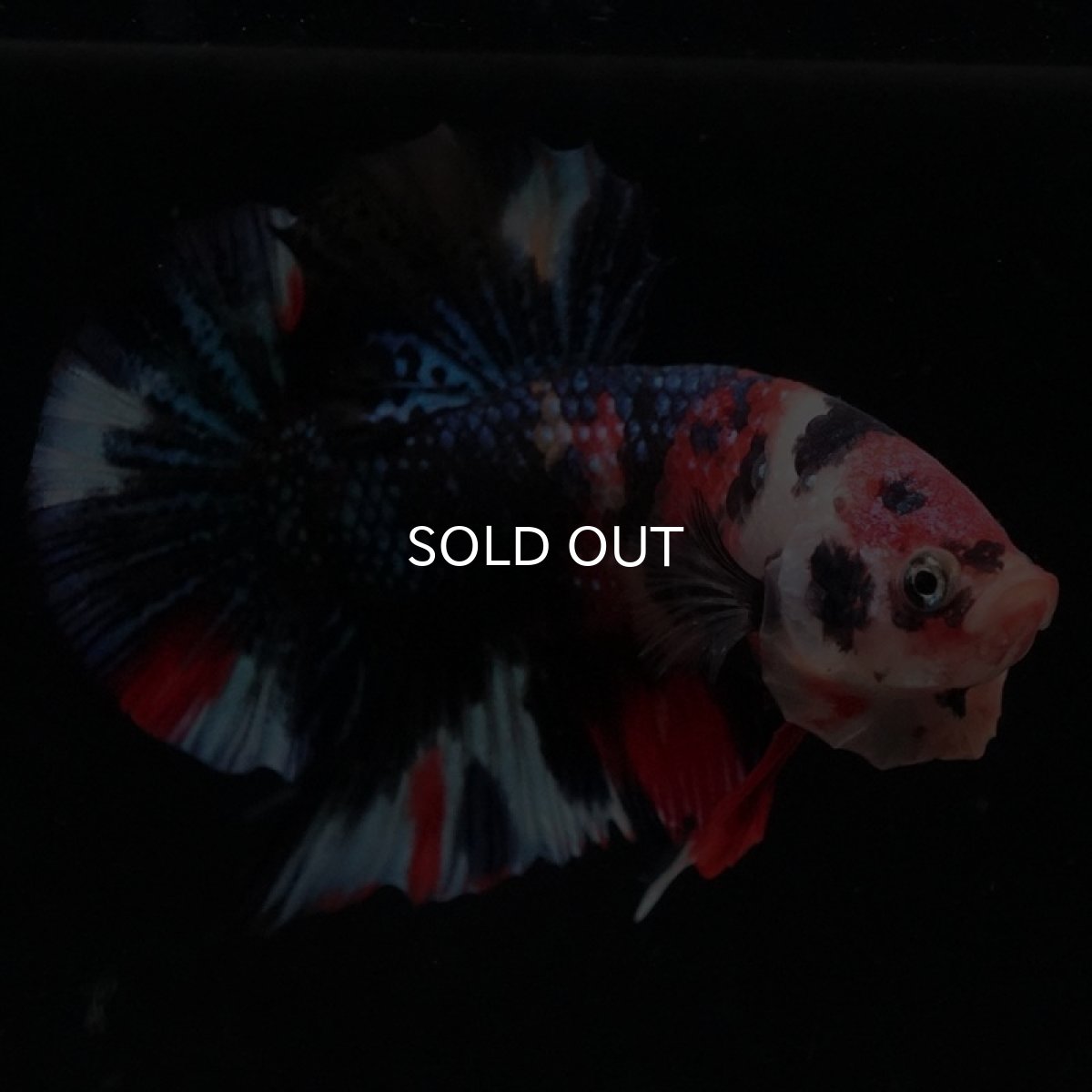 画像2: HMPK キャンディ (2)