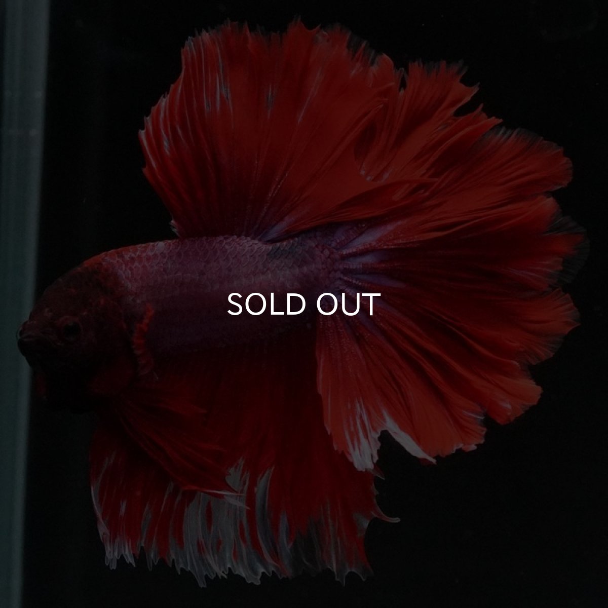 画像11: HM ファンシーレッド ローズテール (11)