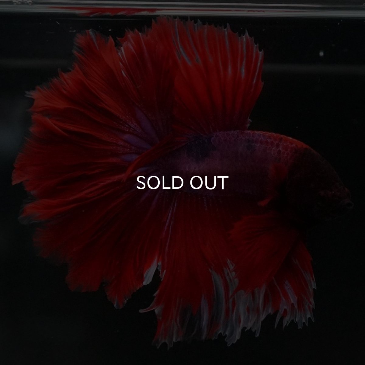 画像7: HM ファンシーレッド ローズテール (7)