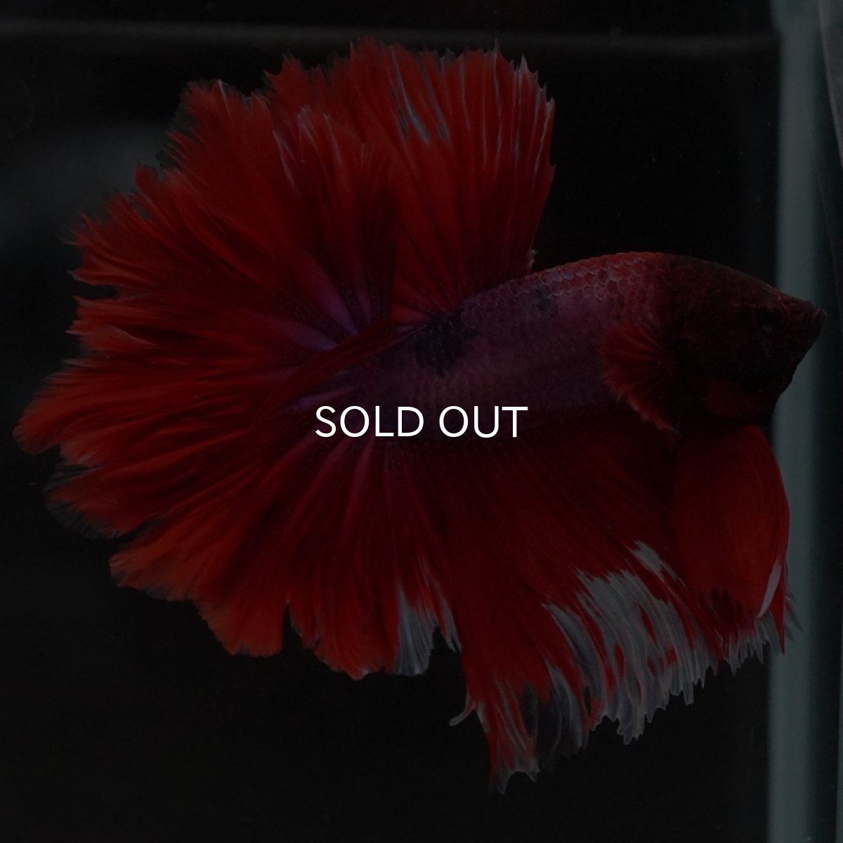 画像9: HM ファンシーレッド ローズテール (9)