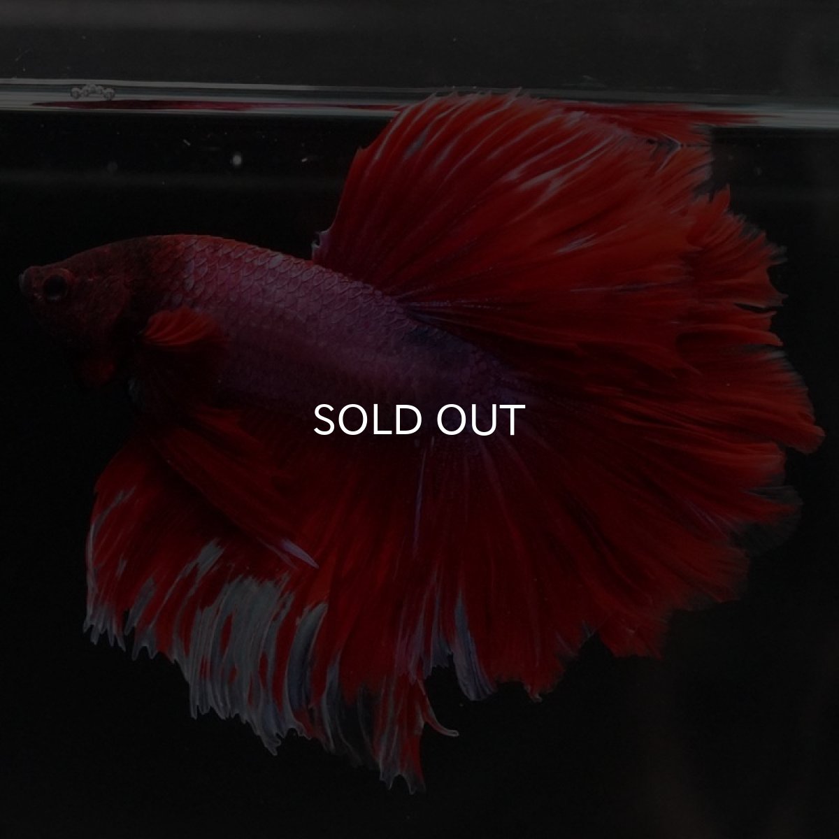 画像10: HM ファンシーレッド ローズテール (10)