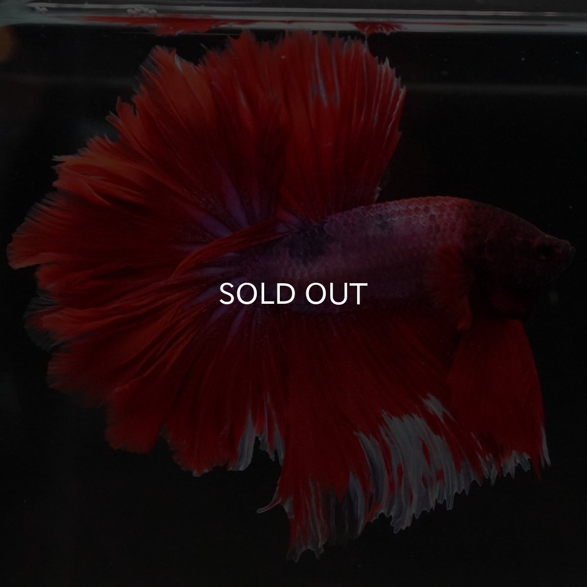 画像5: HM ファンシーレッド ローズテール (5)