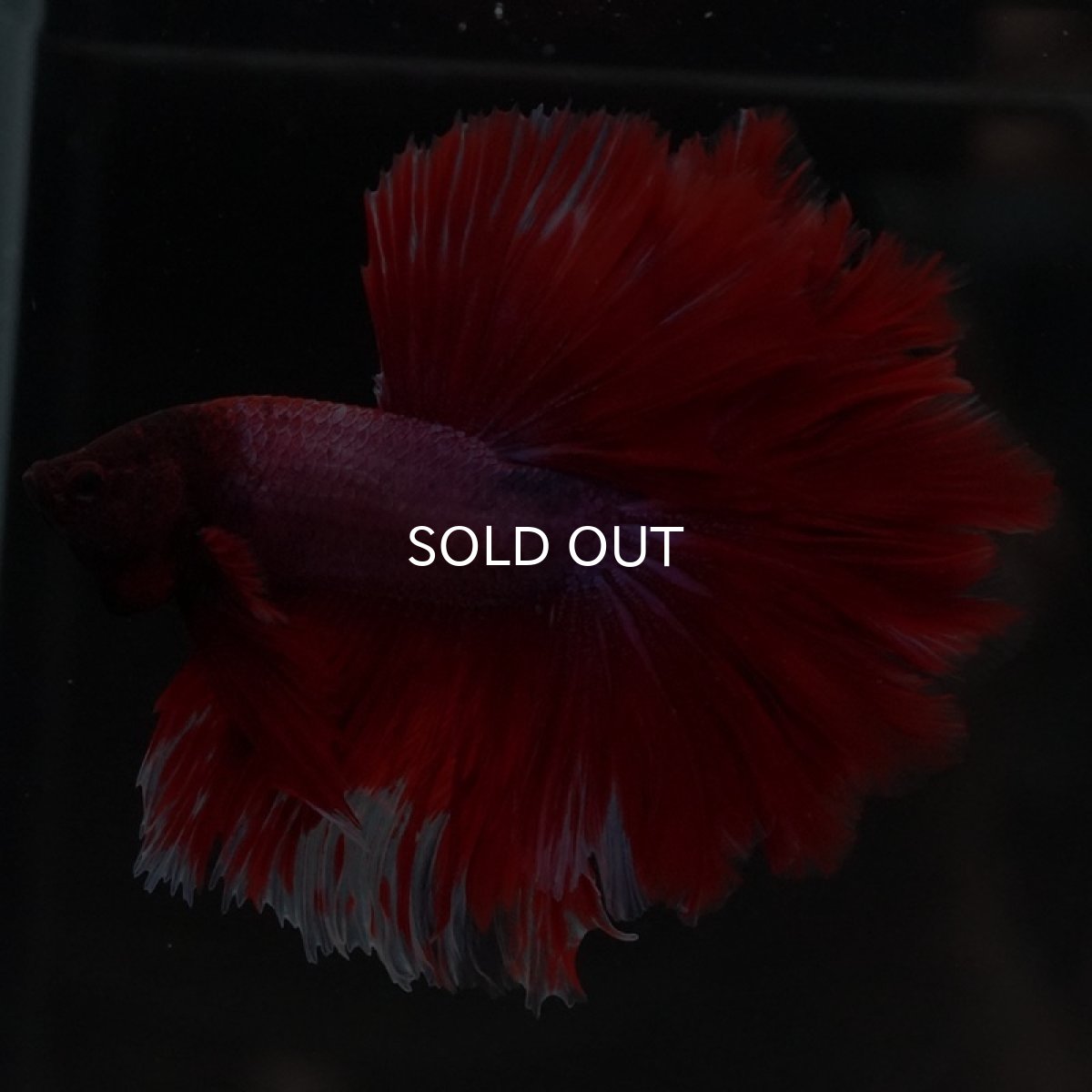 画像8: HM ファンシーレッド ローズテール (8)