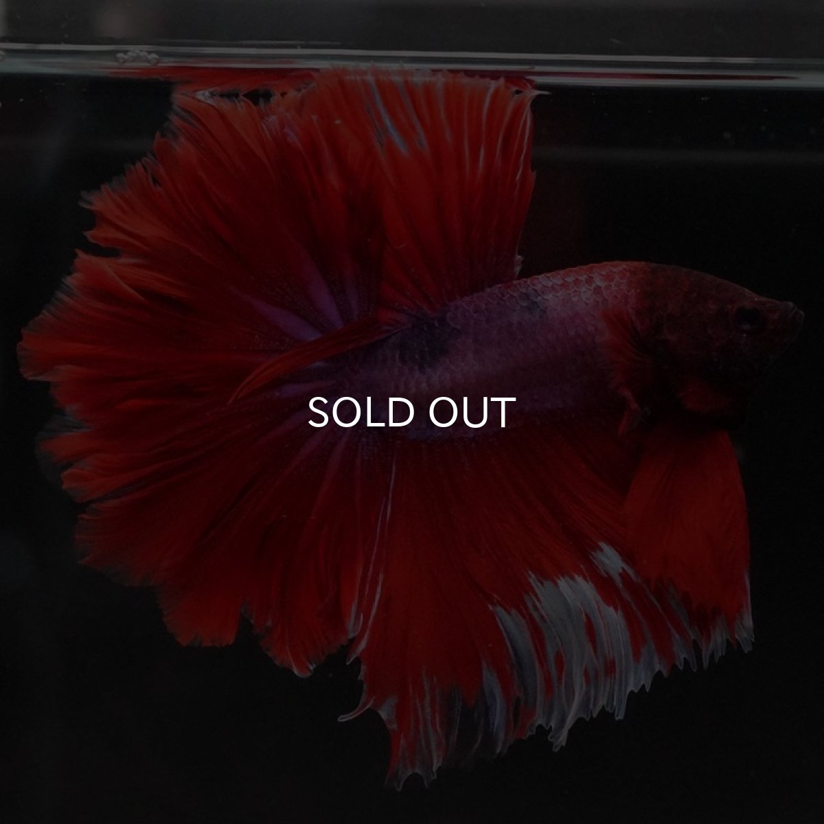 画像3: HM ファンシーレッド ローズテール (3)