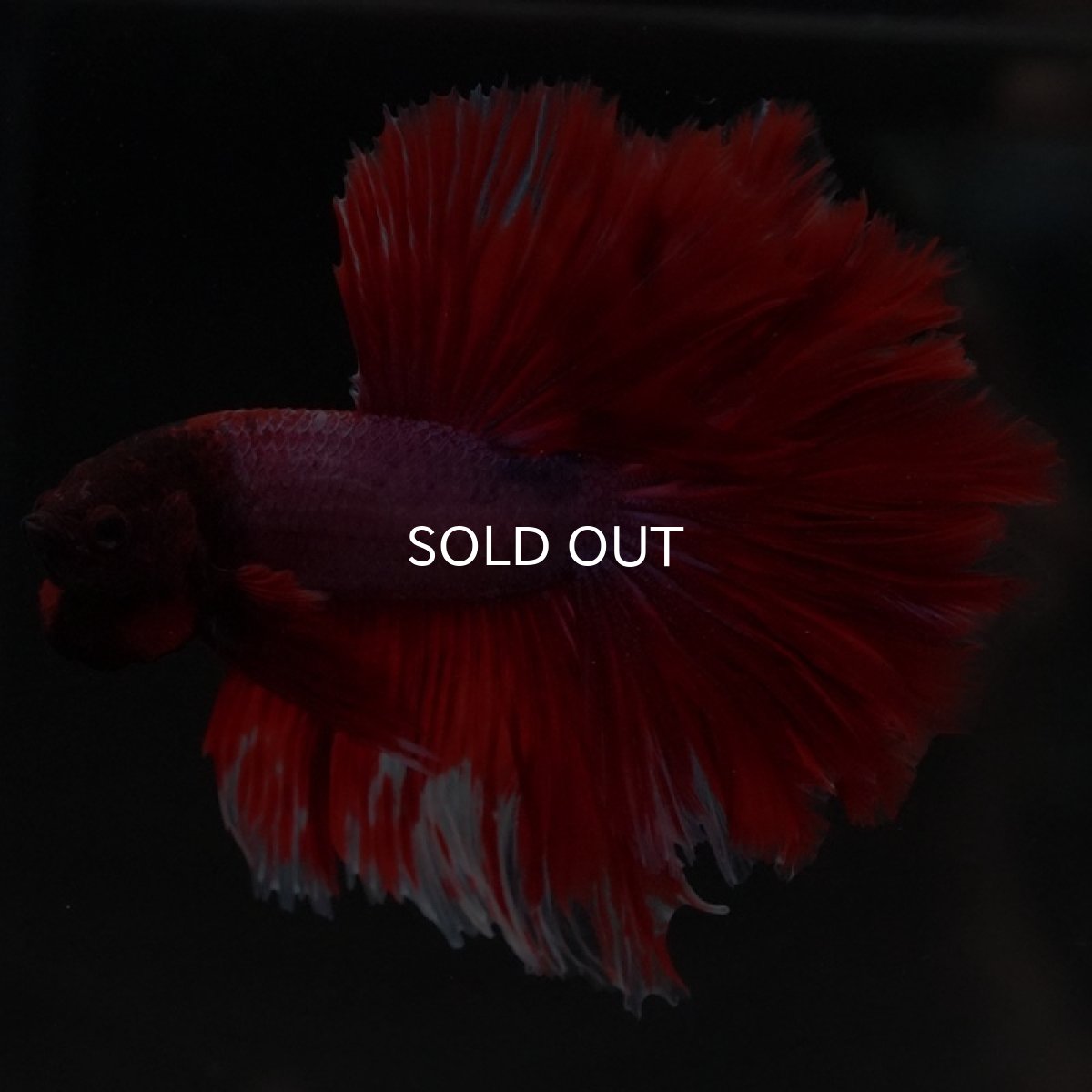 画像6: HM ファンシーレッド ローズテール (6)