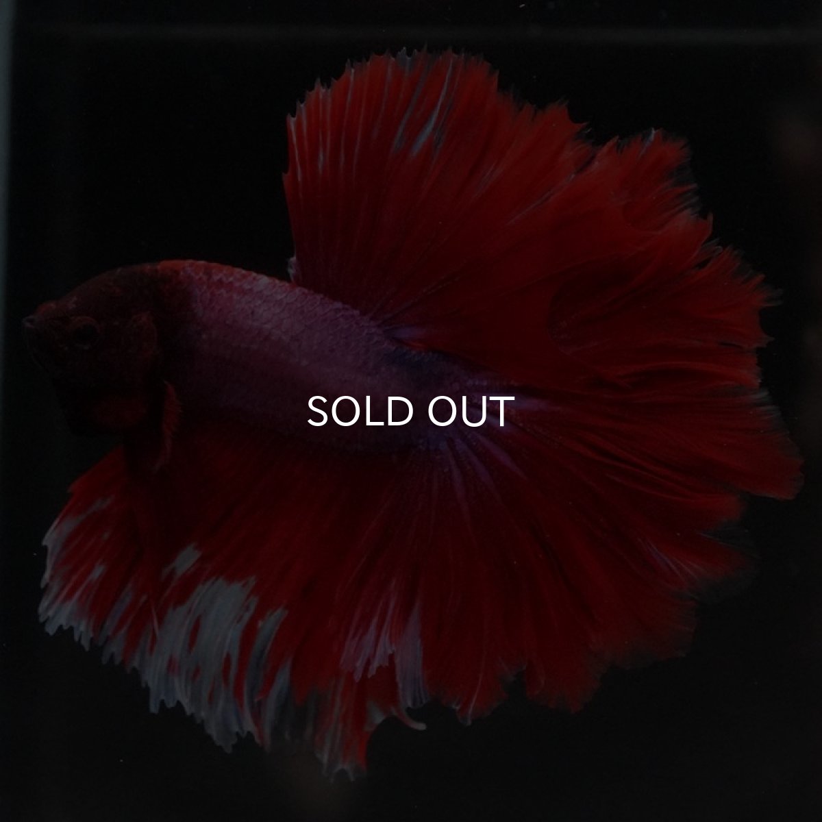 画像2: HM ファンシーレッド ローズテール (2)