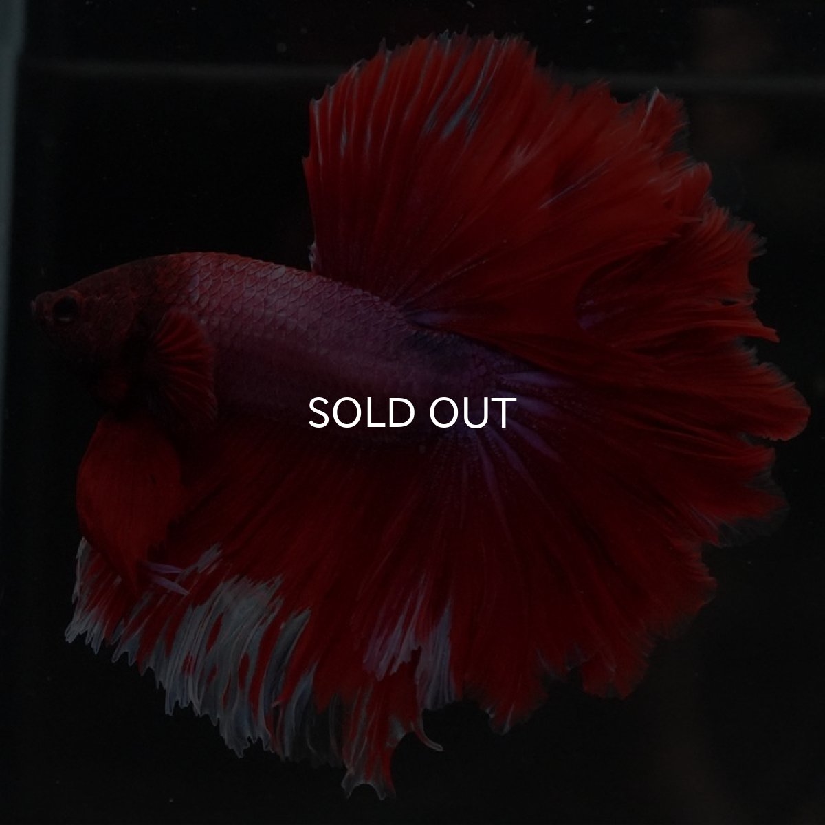 画像4: HM ファンシーレッド ローズテール (4)