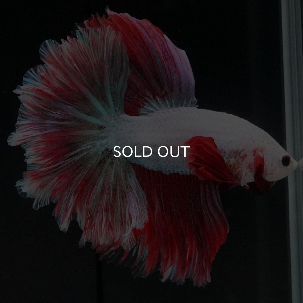 画像5: HM ラベンダー ローズテール (5)