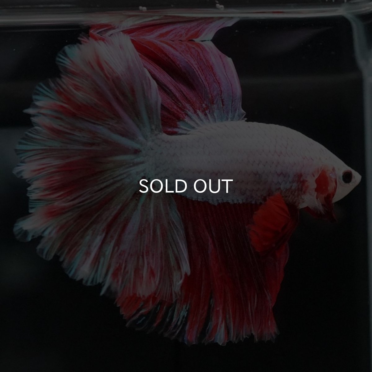 画像3: HM ラベンダー ローズテール (3)