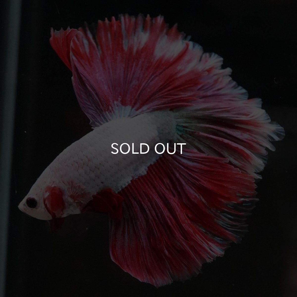 画像4: HM ラベンダー ローズテール (4)