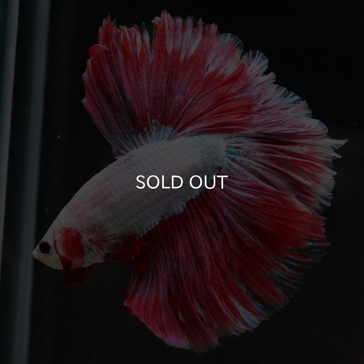 画像2: HM ラベンダー ローズテール (2)