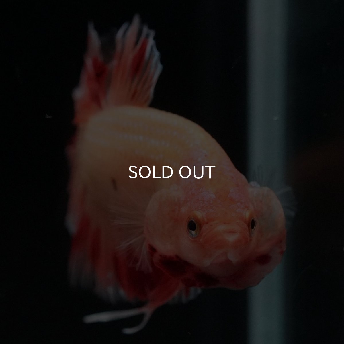 画像6: HMPK　アルマゲドン (6)