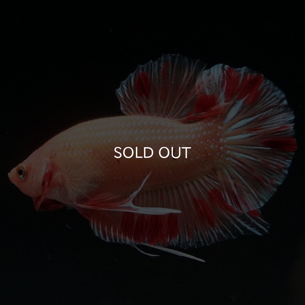 画像2: HMPK　アルマゲドン (2)