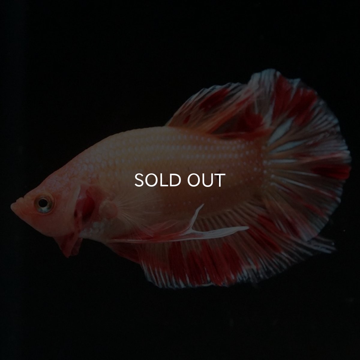 画像4: HMPK　アルマゲドン (4)