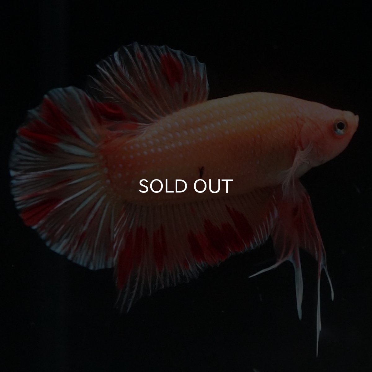 画像5: HMPK　アルマゲドン (5)