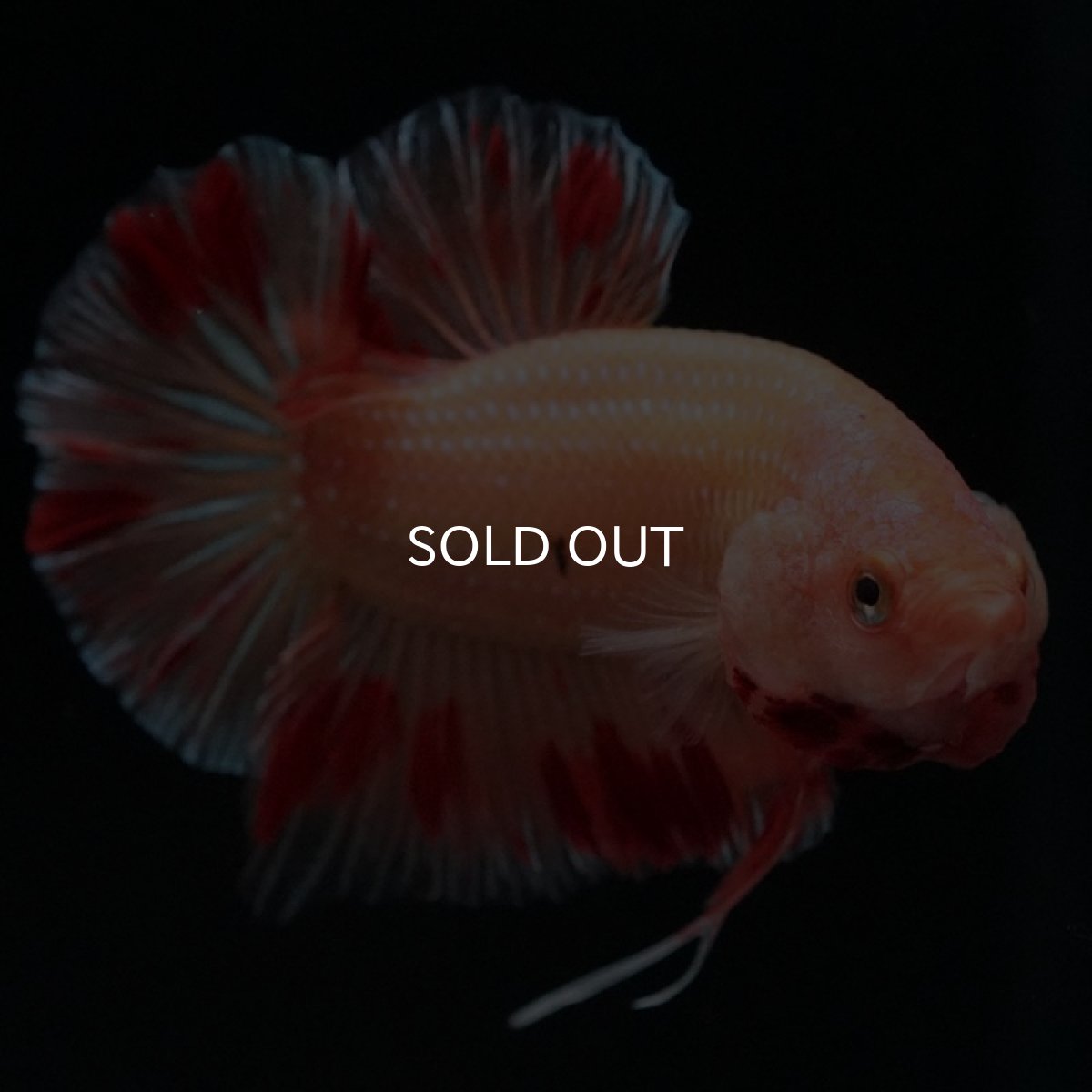 画像3: HMPK　アルマゲドン (3)