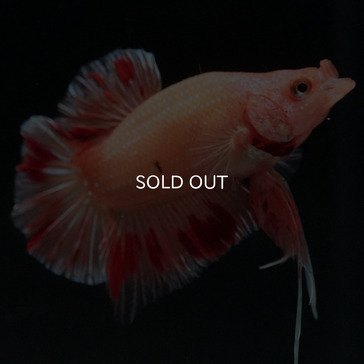 画像7: HMPK　アルマゲドン (7)