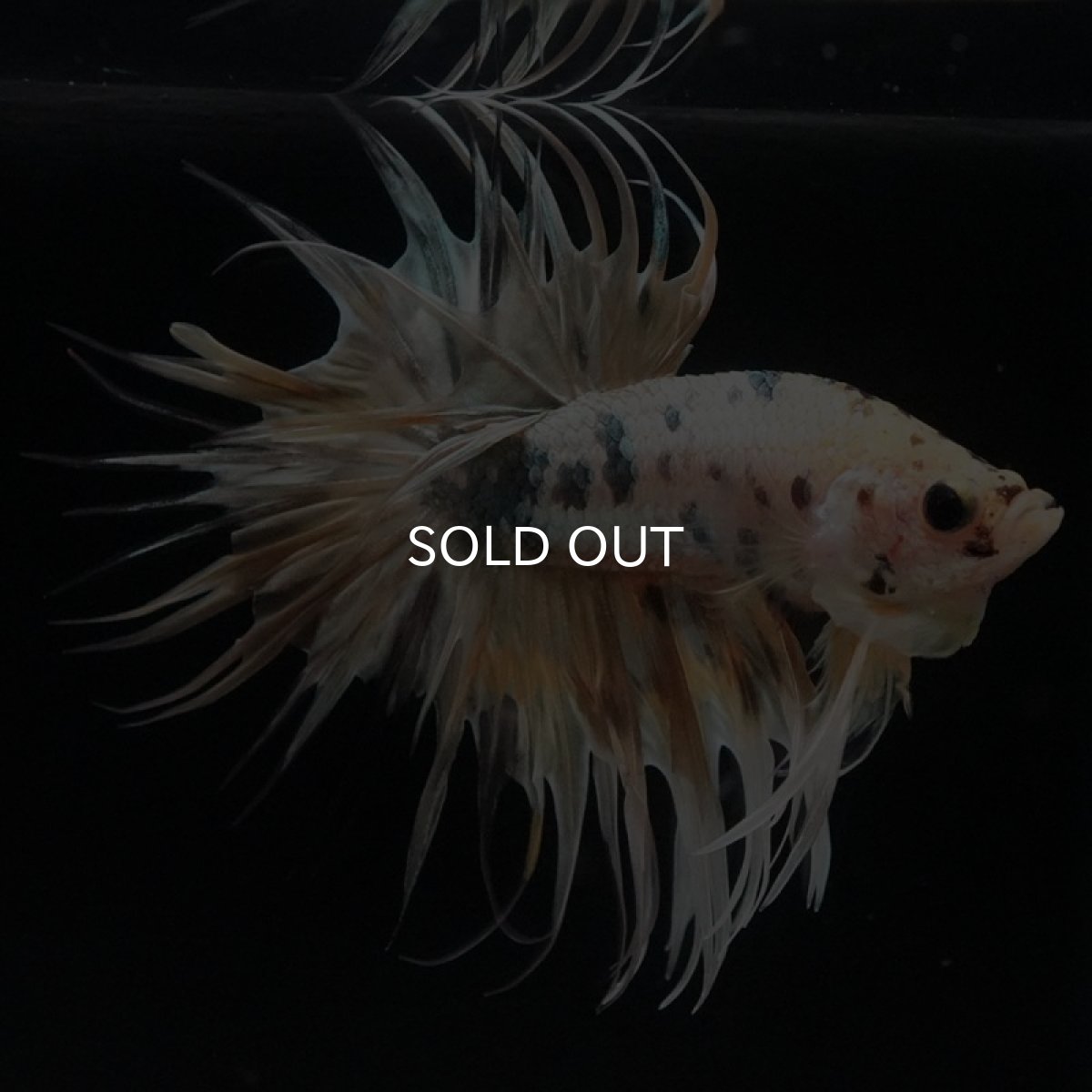 画像7: CT　イエローカッパー (7)