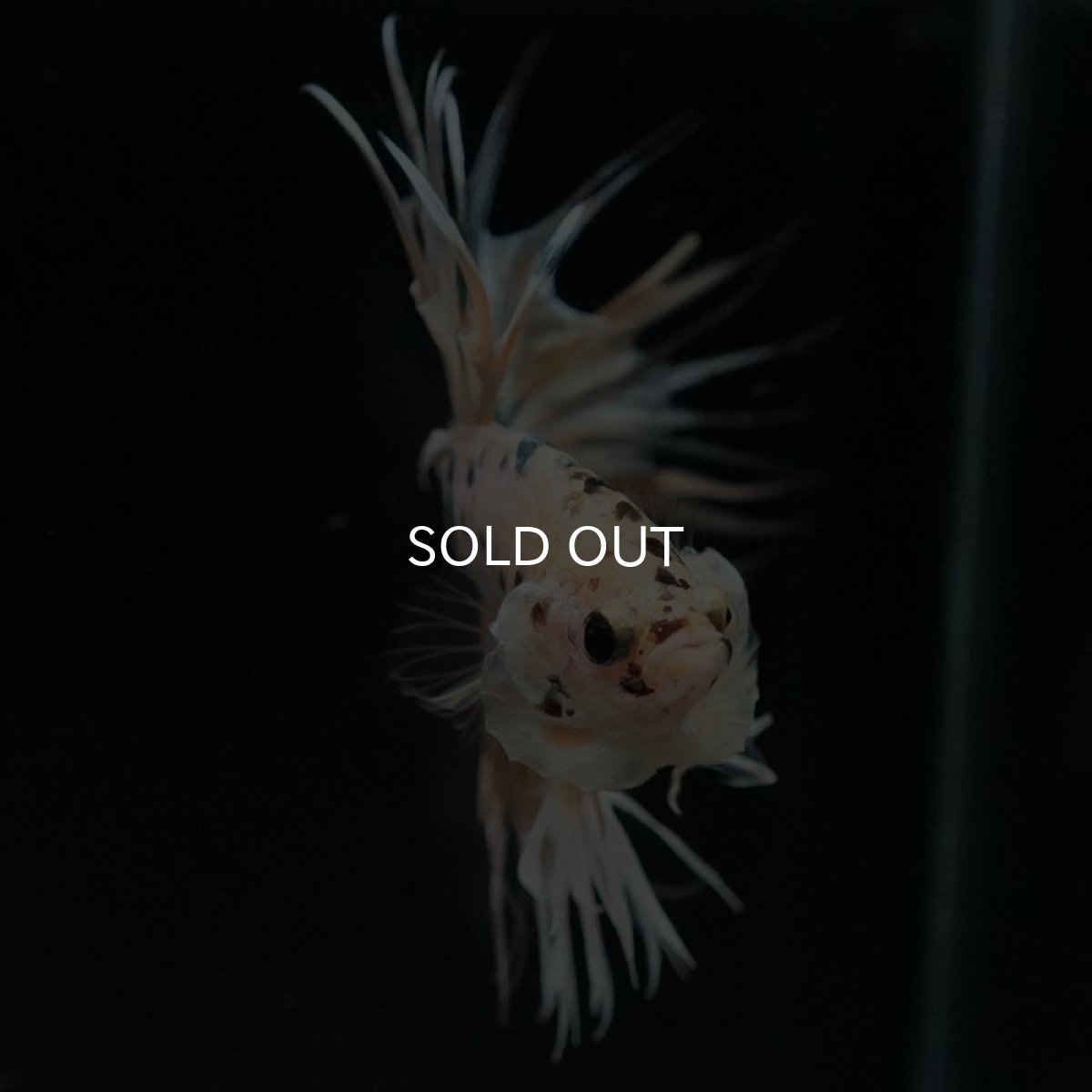 画像6: CT　イエローカッパー (6)