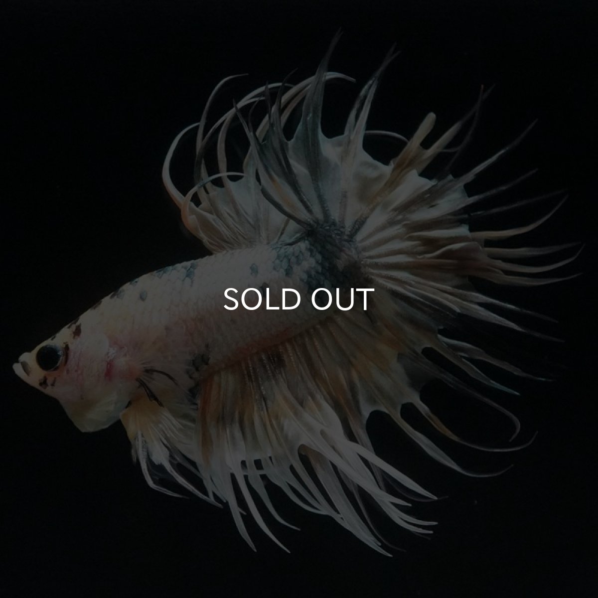 画像8: CT　イエローカッパー (8)