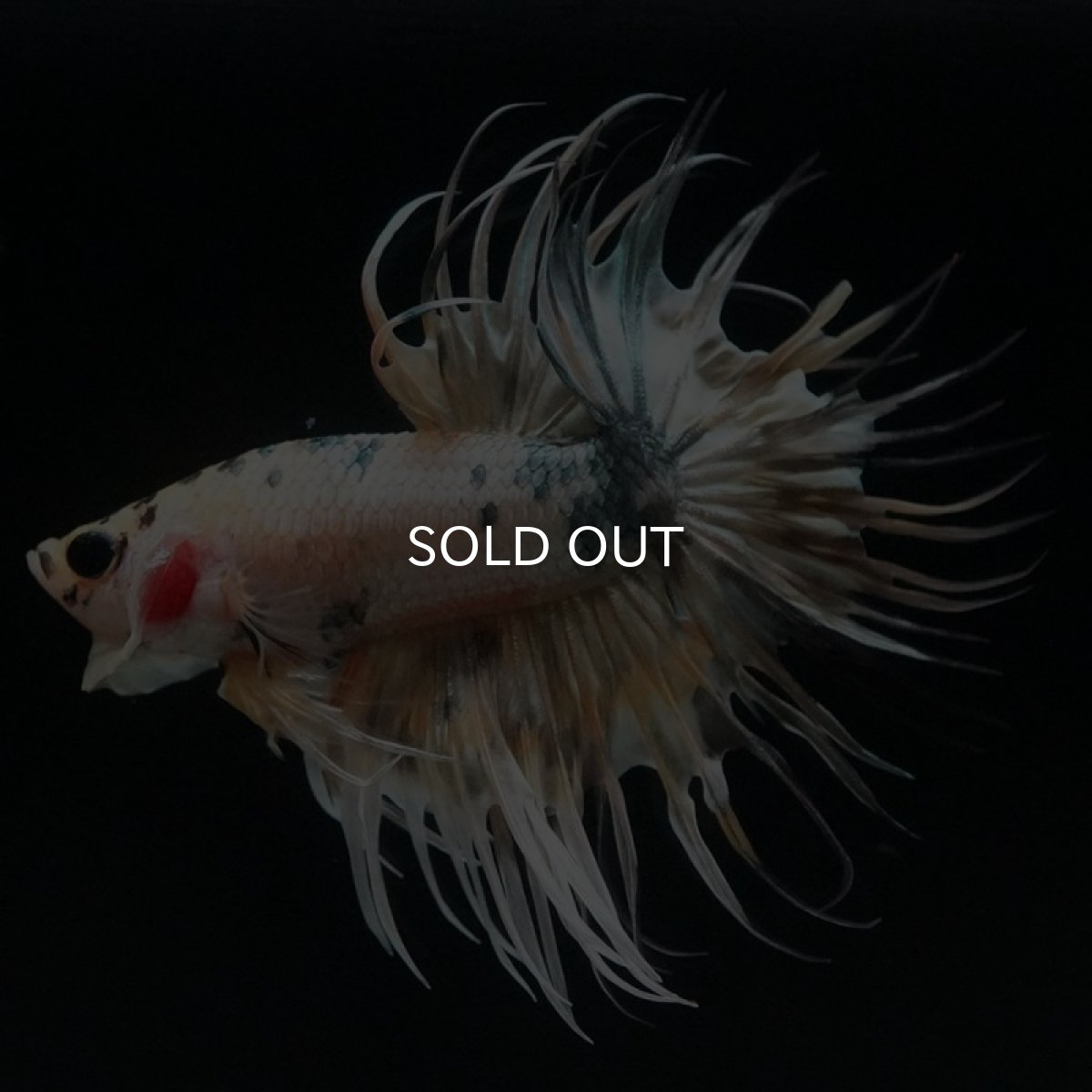 画像5: CT　イエローカッパー (5)