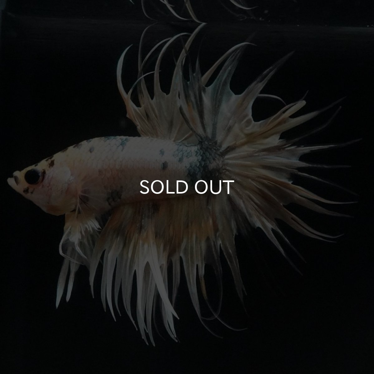 画像3: CT　イエローカッパー (3)