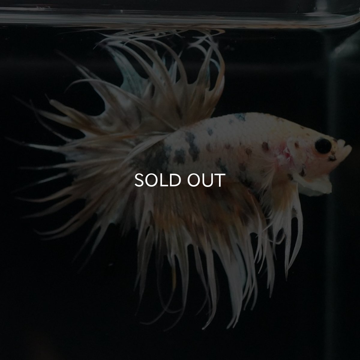 画像4: CT　イエローカッパー (4)