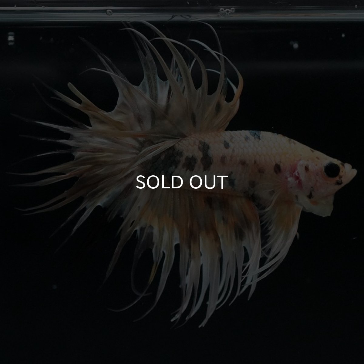 画像2: CT　イエローカッパー (2)