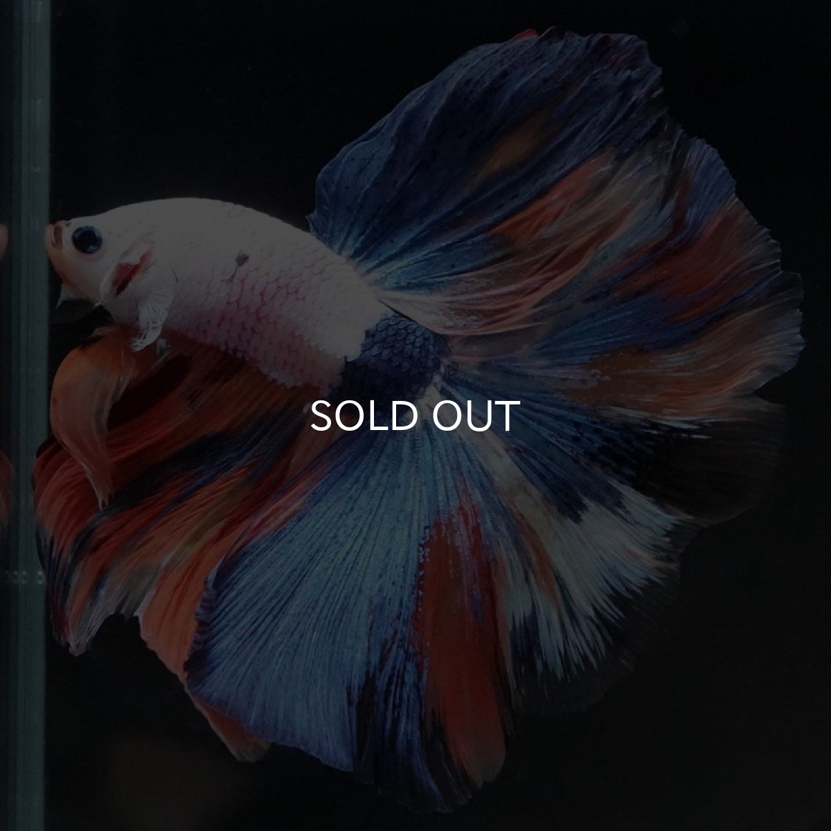 画像9: HM ホワイトファンシー (9)