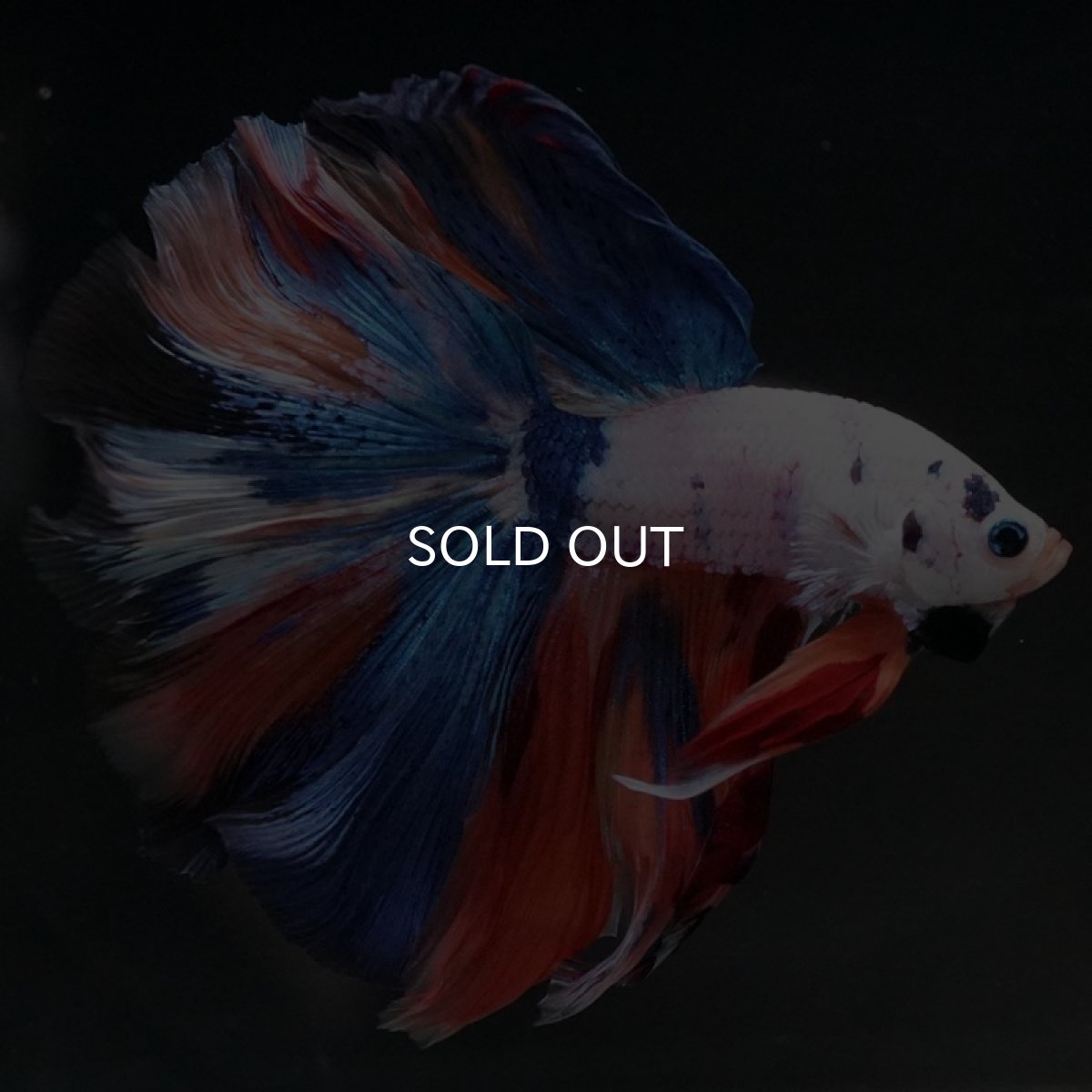 画像10: HM ホワイトファンシー (10)