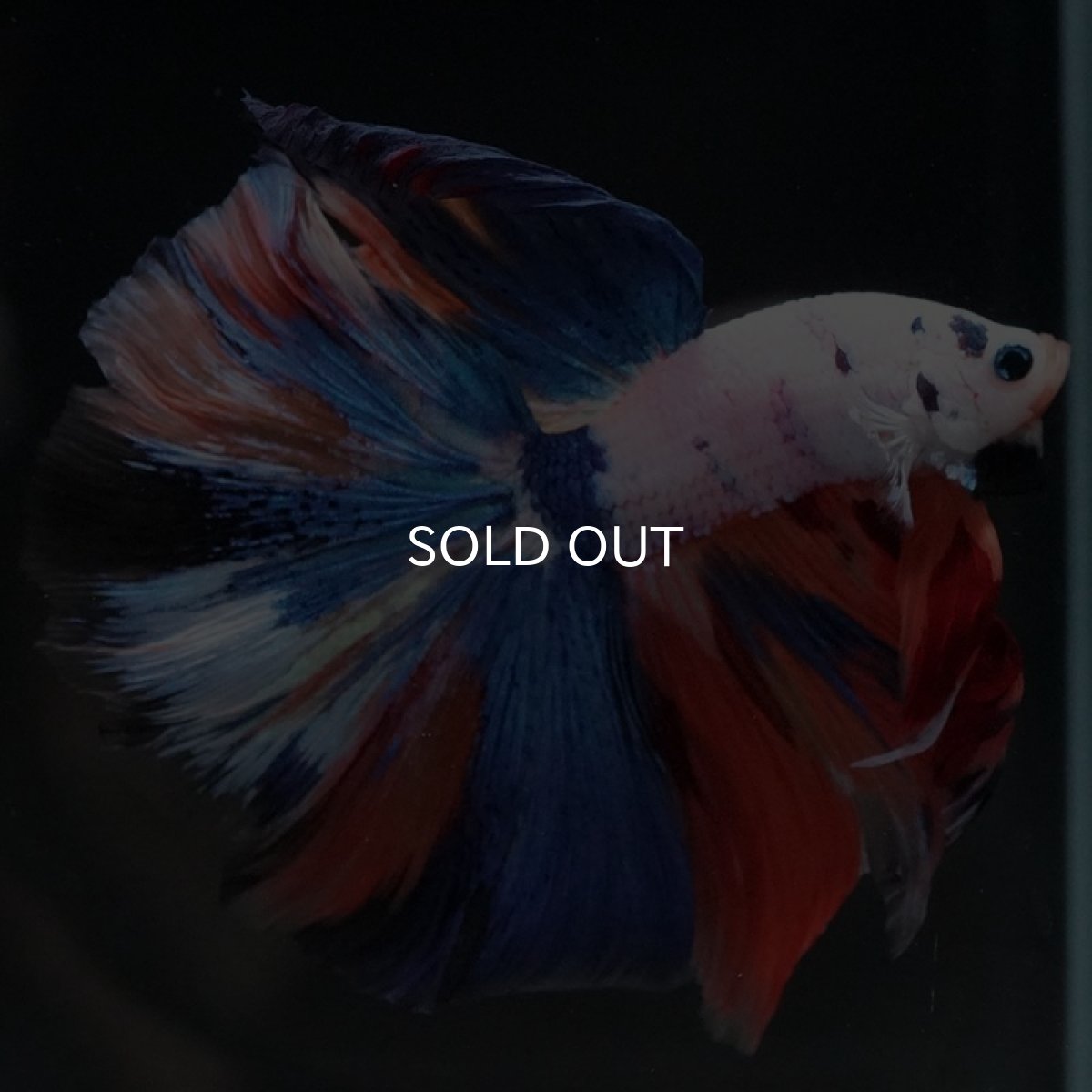 画像8: HM ホワイトファンシー (8)