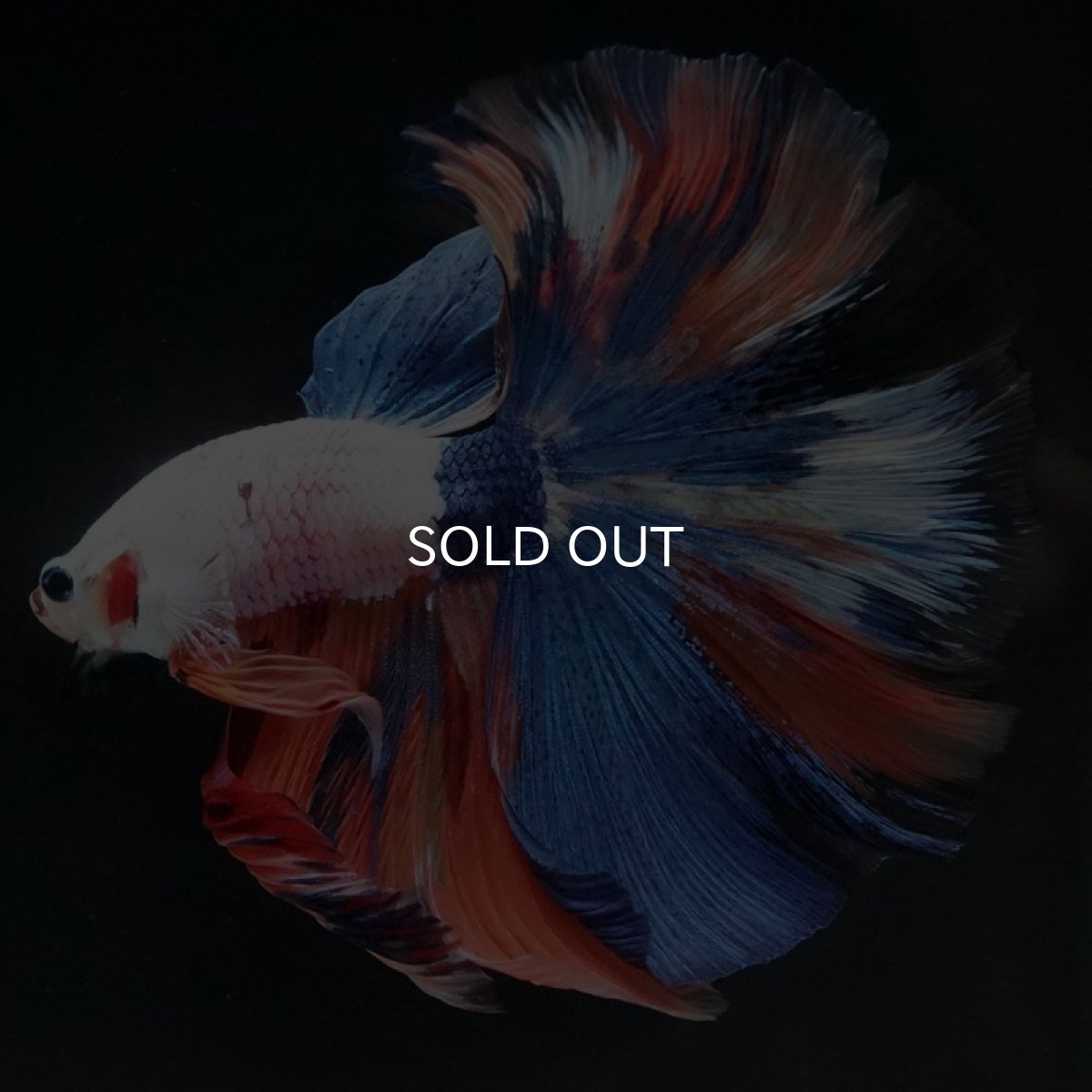 画像7: HM ホワイトファンシー (7)