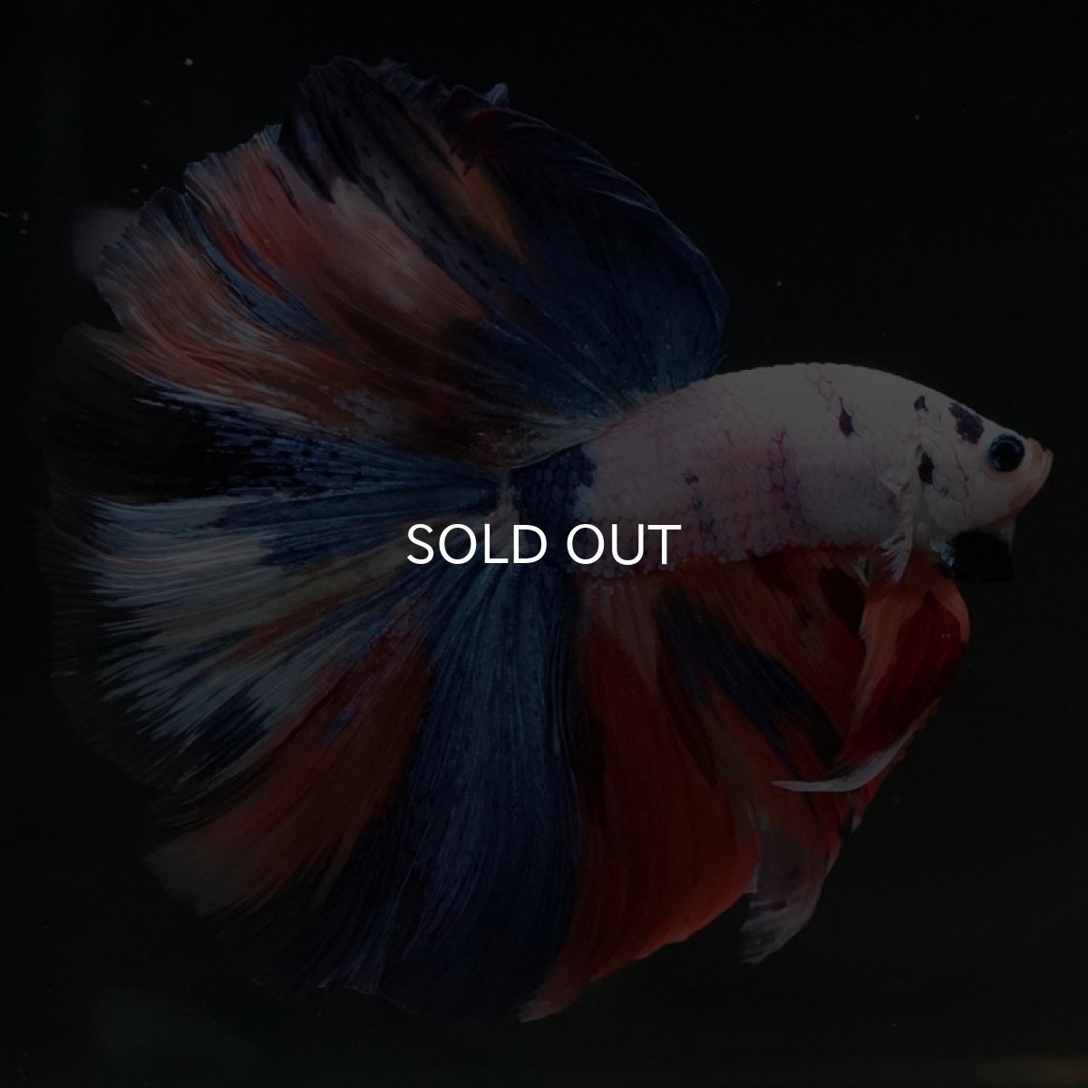 画像6: HM ホワイトファンシー (6)