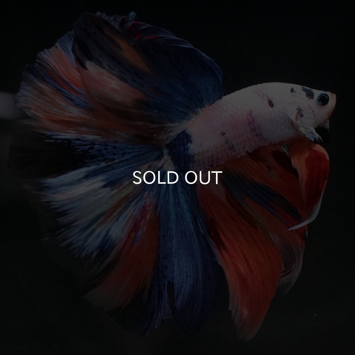 画像2: HM ホワイトファンシー (2)