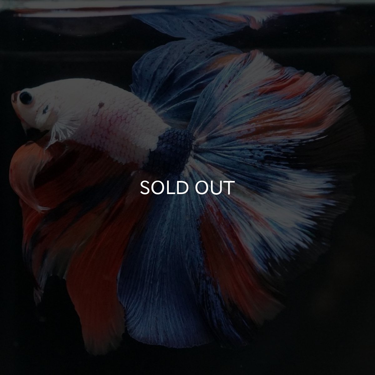 画像5: HM ホワイトファンシー (5)