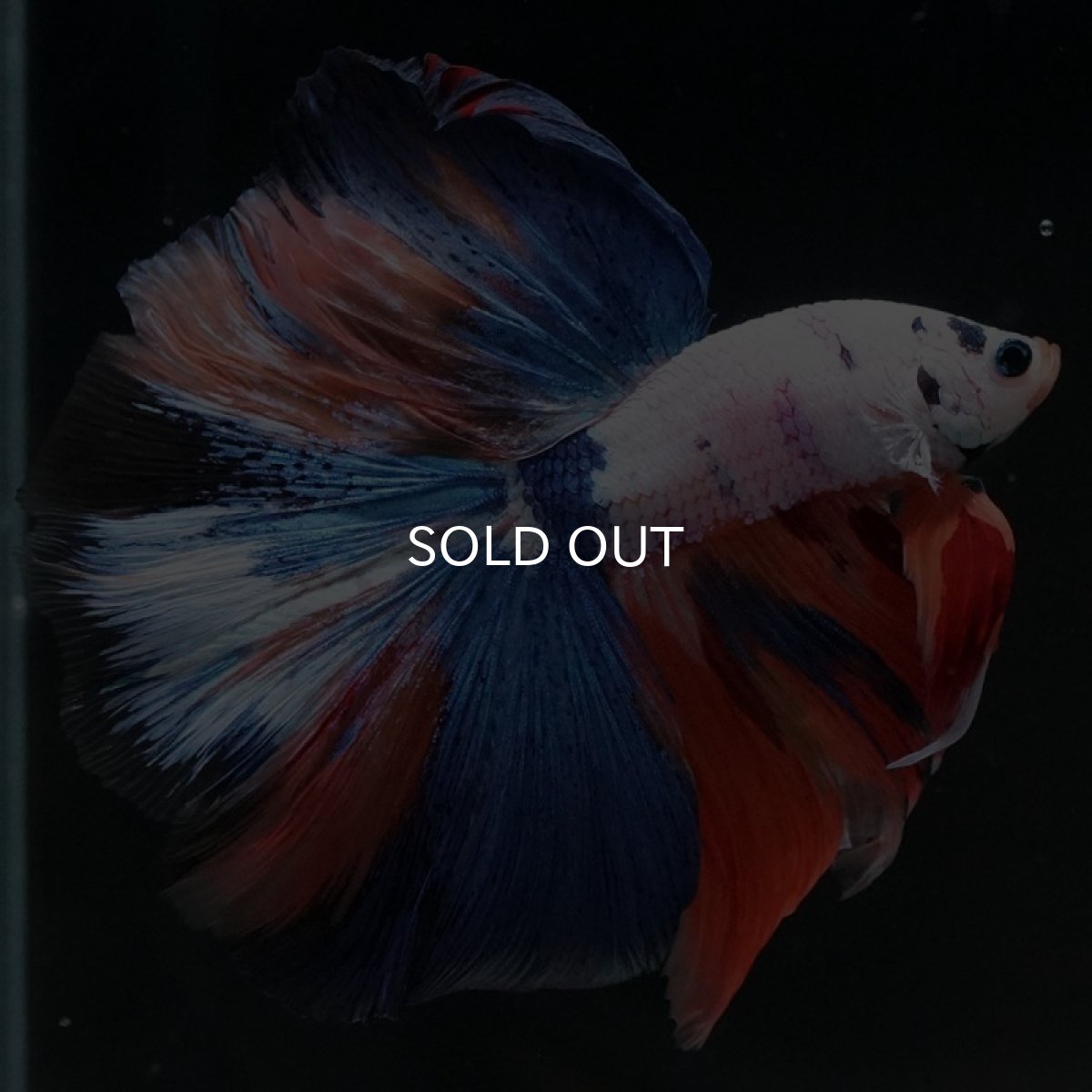 画像4: HM ホワイトファンシー (4)