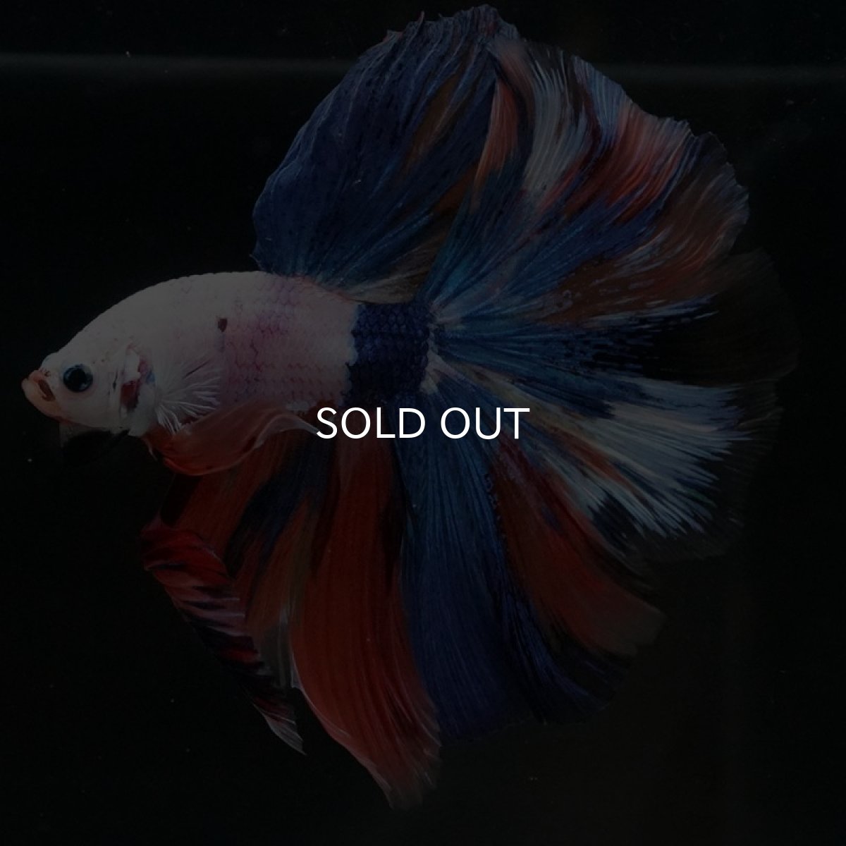 画像3: HM ホワイトファンシー (3)