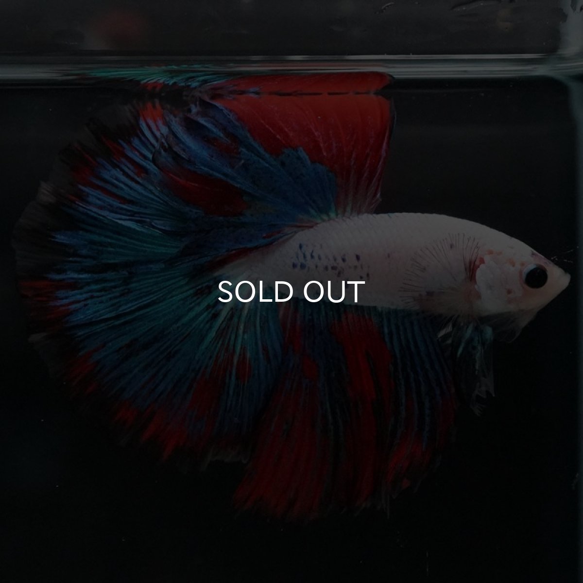 画像7: HM ホワイトファンシー (7)