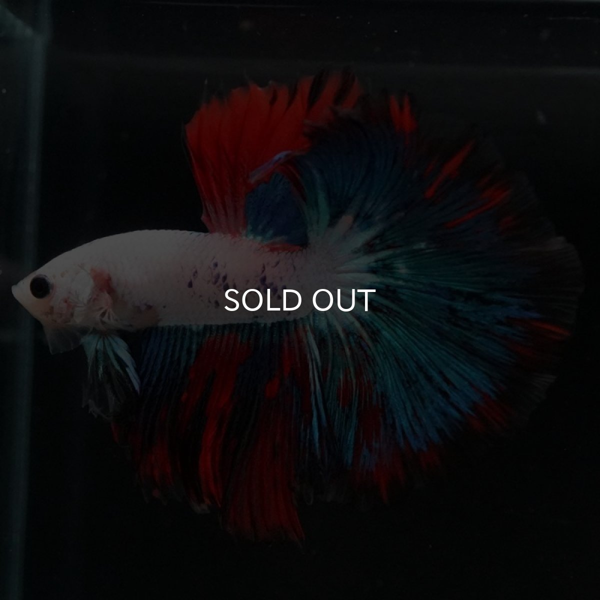 画像6: HM ホワイトファンシー (6)