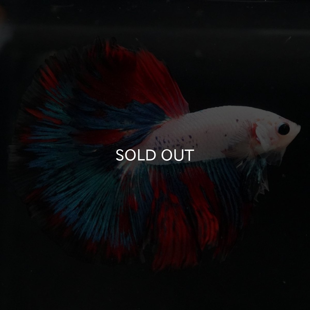 画像4: HM ホワイトファンシー (4)