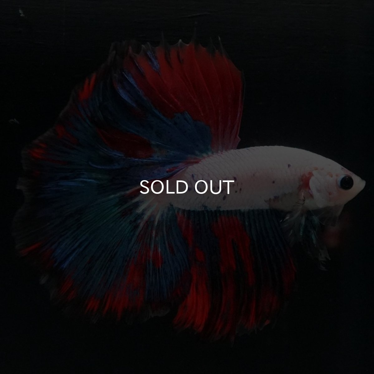 画像2: HM ホワイトファンシー (2)